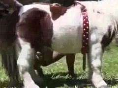 Brasileirinha gostosa fazendo sexo com um pequeno pônei